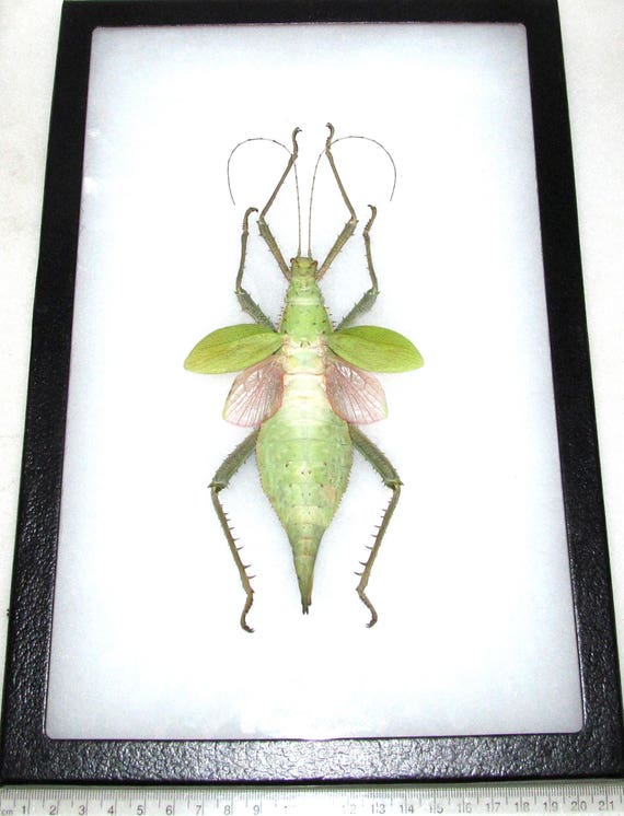 Heteropteryx Dilatata FEMALE Jungle Nymph Pink Green Walking Stick
