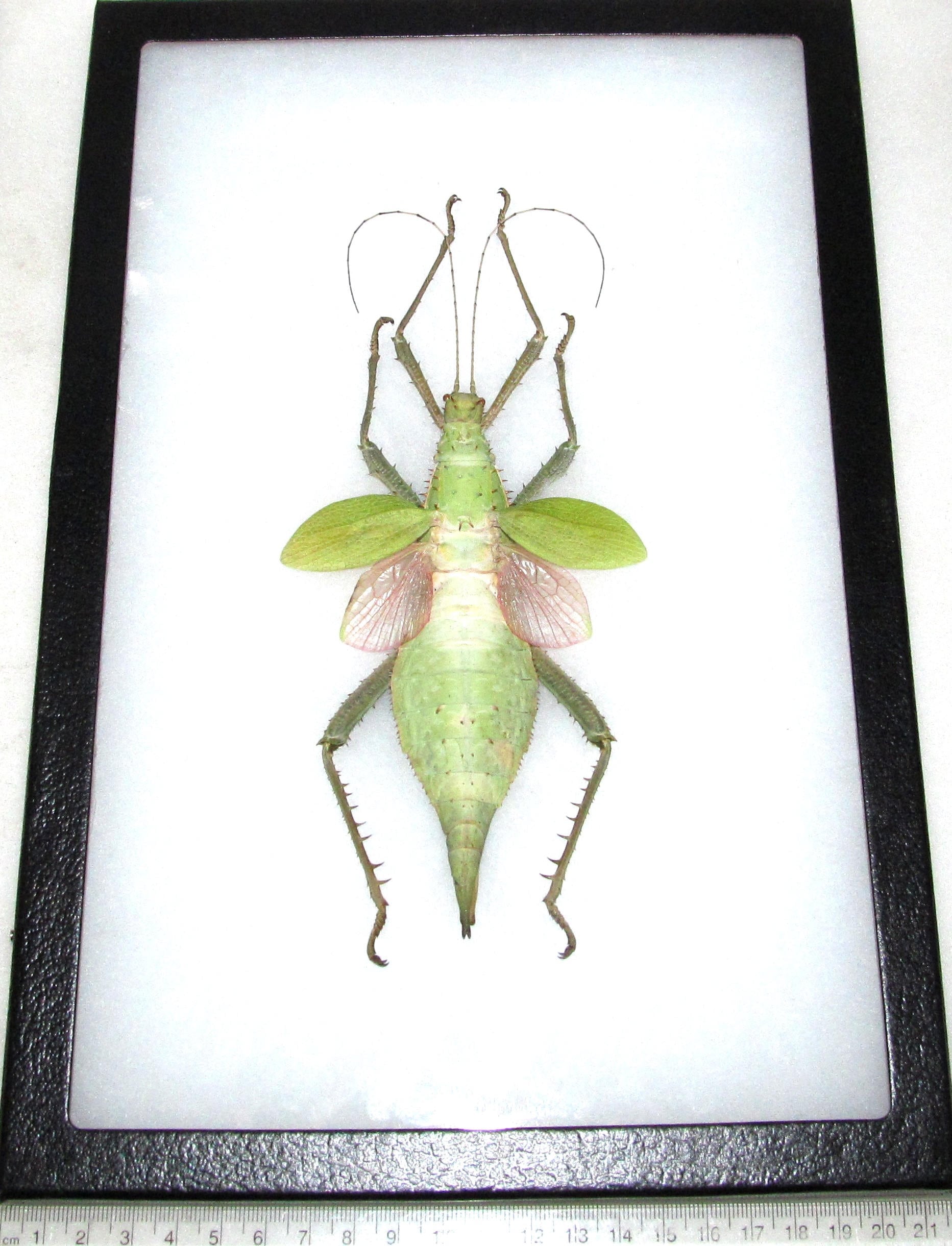 Heteropteryx Dilatata FEMALE Jungle Nymph Pink Green Walking Stick