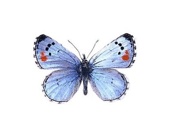 Philotes Sonorensis One Real Butterfly Blue Sonoran Blue Etsy Philotes Sonorensis One Real Butterfly Blue Sonoran Blue Etsy