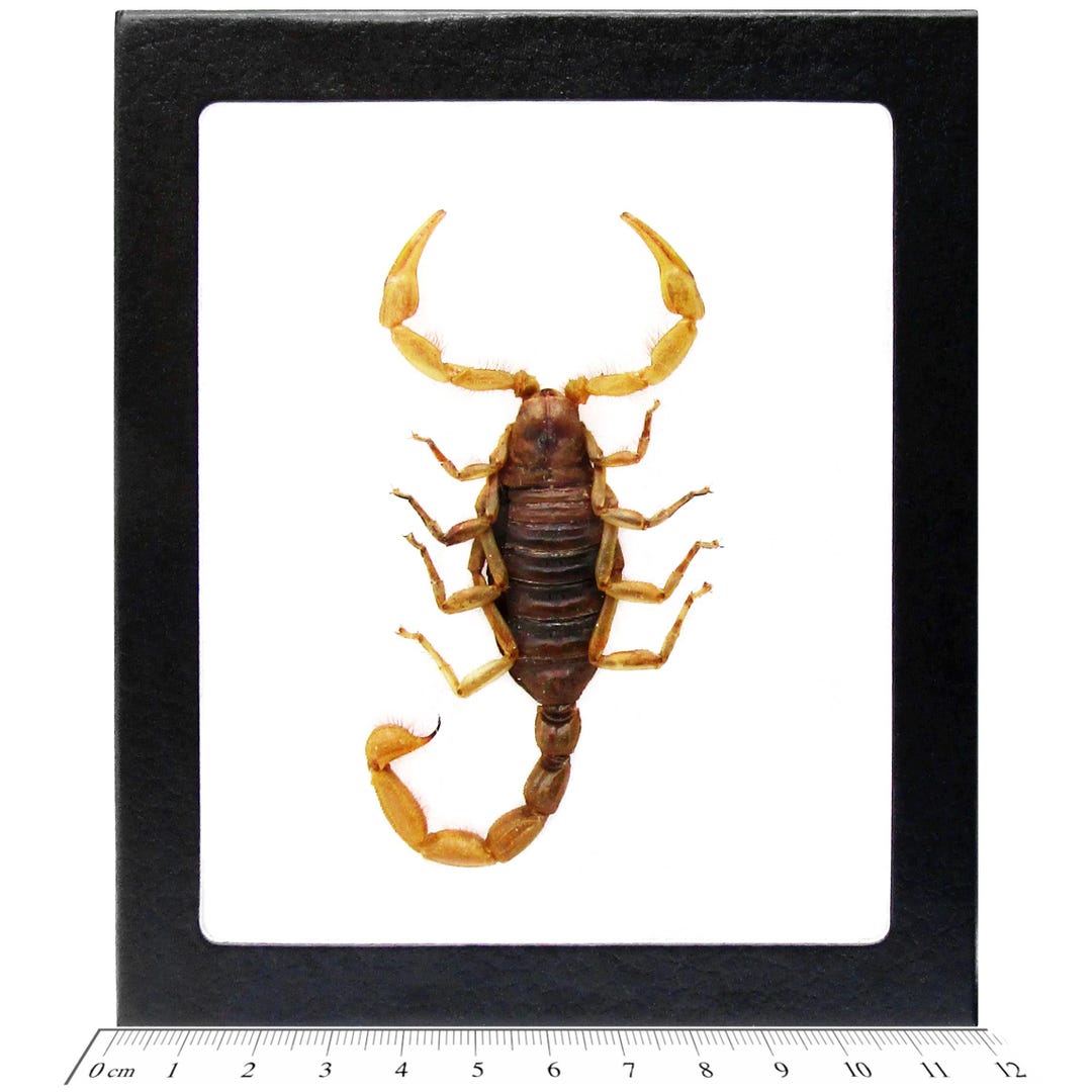 Hadrurus Arizonensis XL Giant Desert Hairy Dune Scorpion Arizona