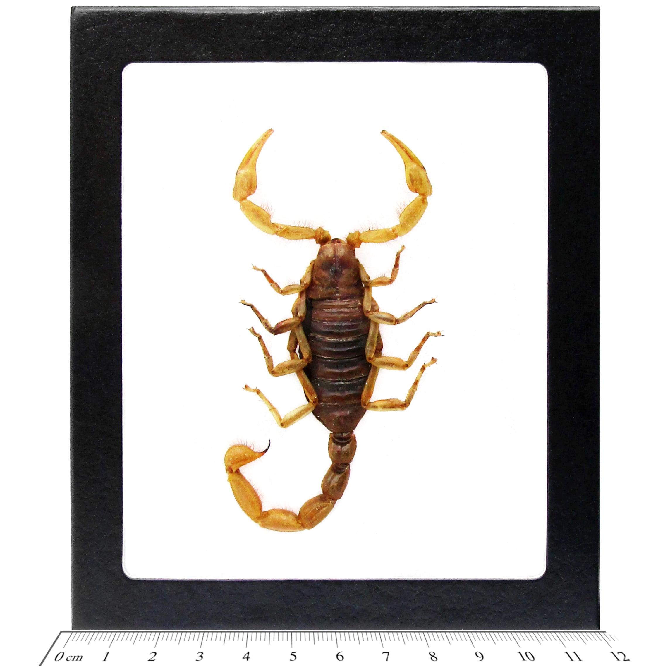 Hadrurus Arizonensis XL Giant Desert Hairy Dune Scorpion Arizona