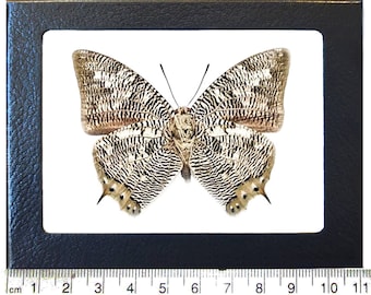 Anaea cyanea snake skin mimic butterfly Peru