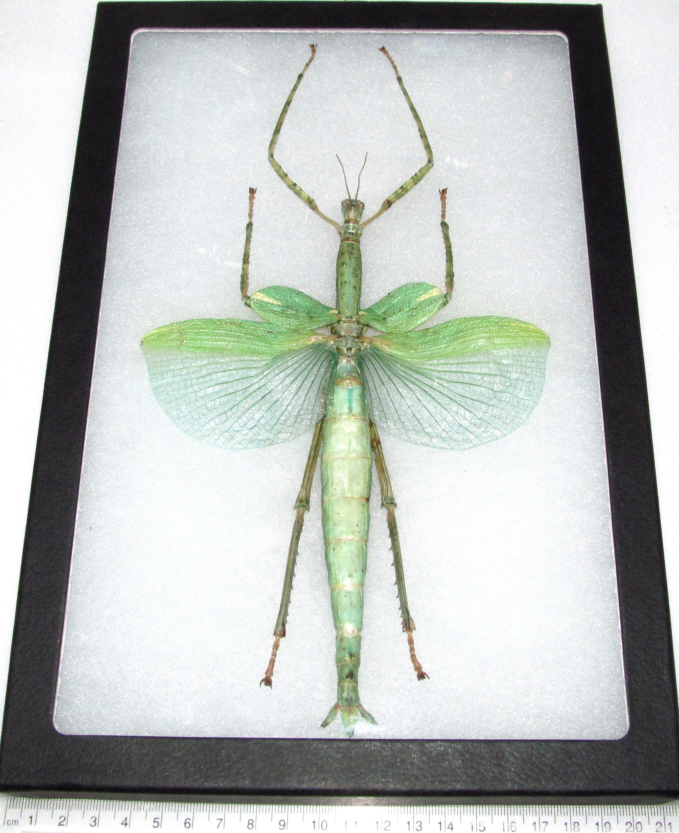 Real framed green walking stick bug giant huge 12in x 8in | Etsy