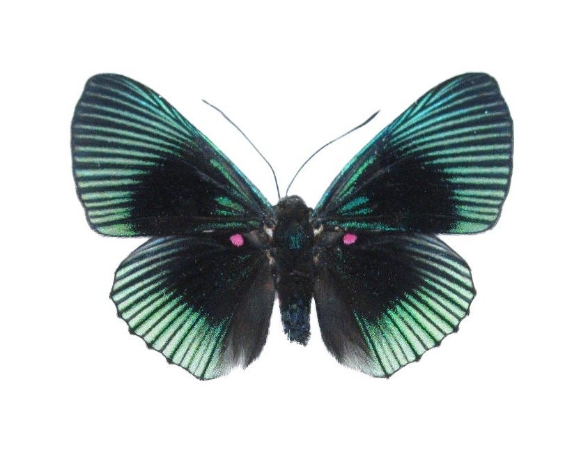 Lyropteryx apollonia blue butterfly Peru