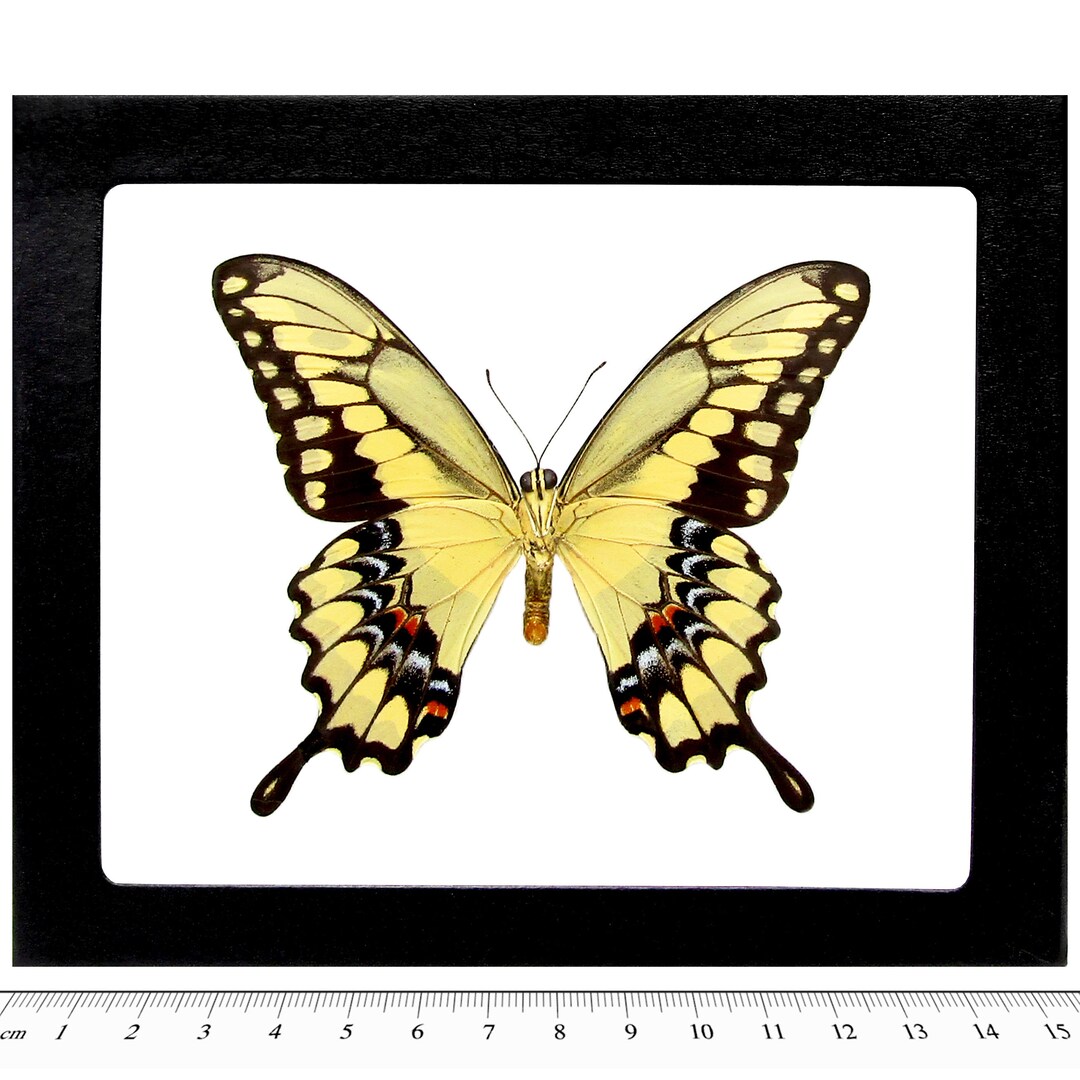 Papilio Cresphontes VERSO Giant Swallowtail Yellow Black Butterfly