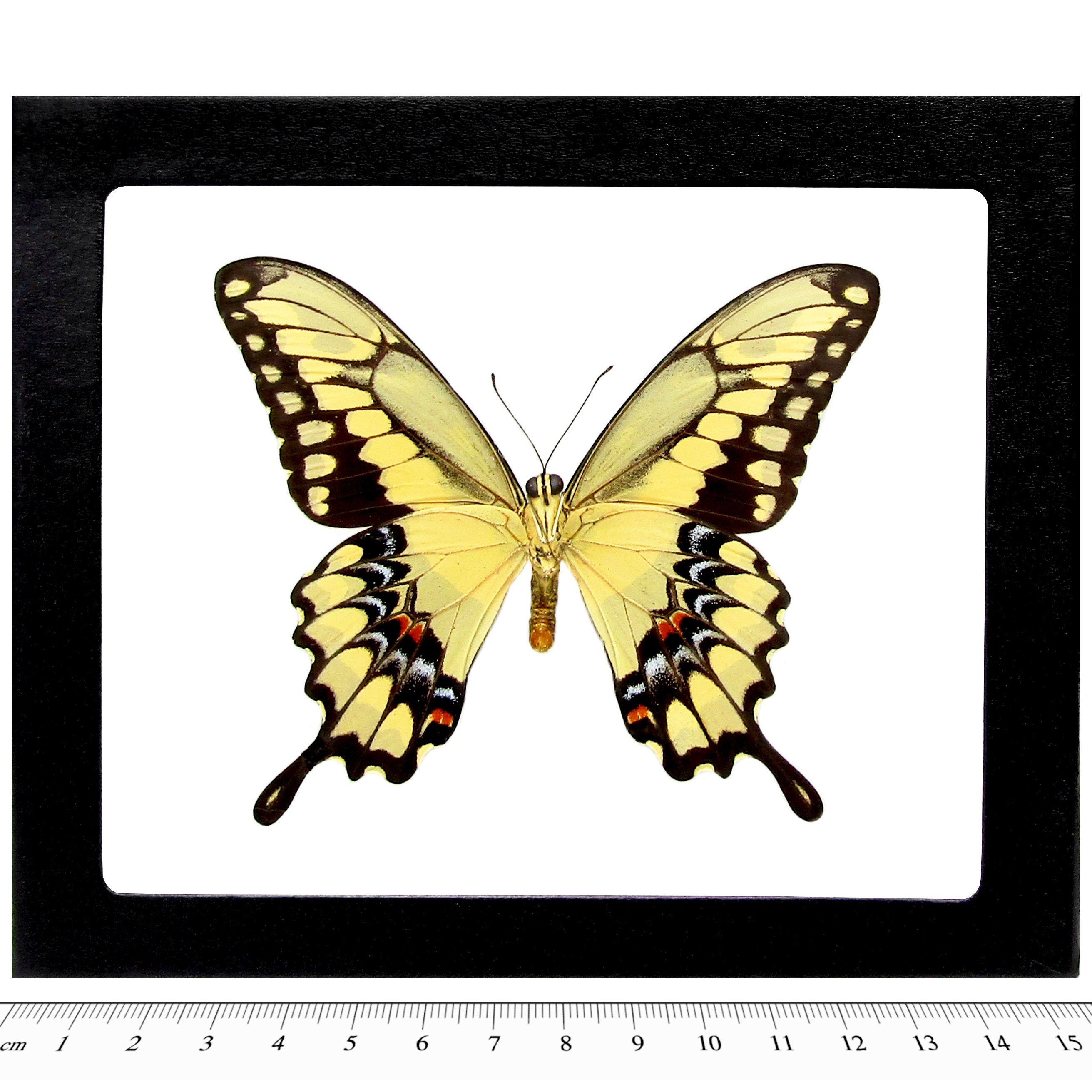 Papilio Cresphontes VERSO Giant Swallowtail Yellow Black Butterfly
