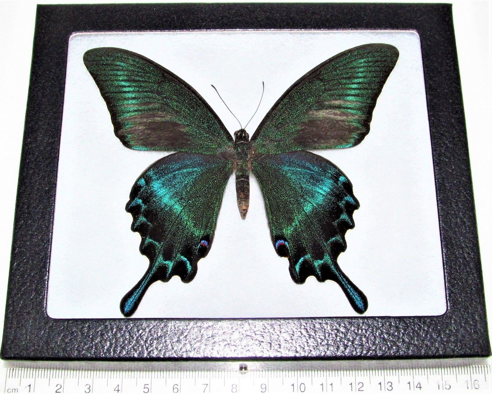 Papilio maacki summer form blue green framed butterfly China