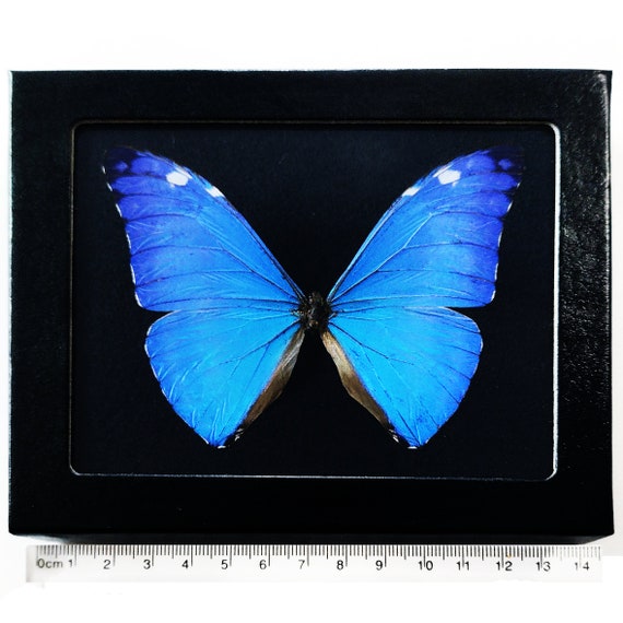 Morpho Adonis Framed BLACK BACKGROUND Blue Butterfly Peru - Etsy