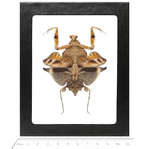 May include: A framed specimen of a brown and tan mantis with large wings. The mantis is mounted on a white background and is approximately 7 cm in length.