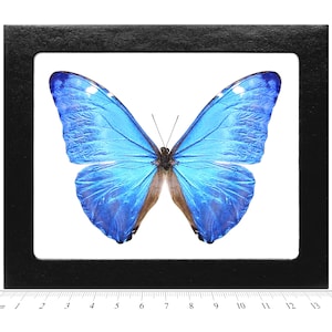 Morpho adonis blue butterfly Peru