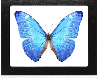 TWO (2) Morpho Absoloni | Blue Morpho Brazil Butterflies