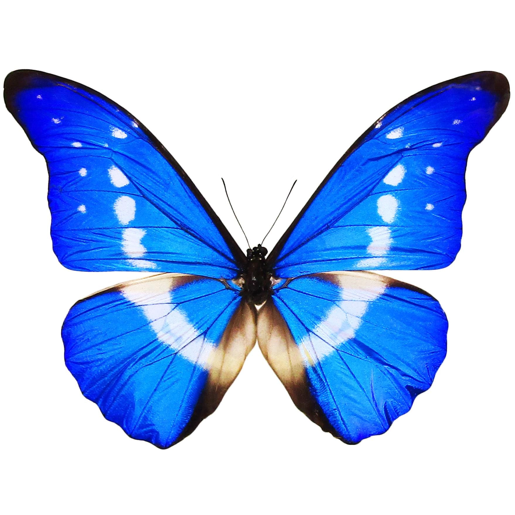 標本 Peru Morpho helena 134mm Genuine Morpho Helena butterfly from Peru naturalized under