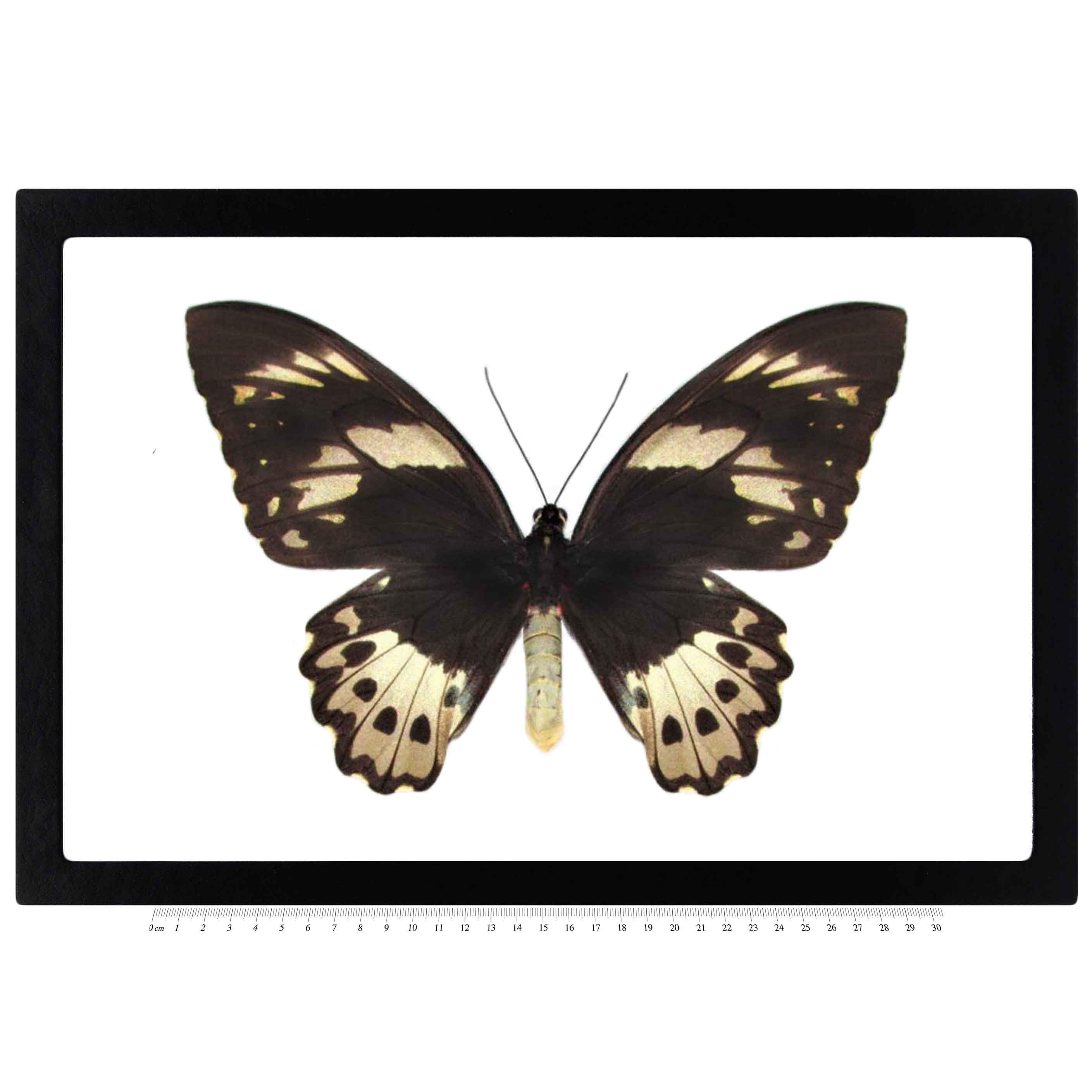 標本 AmbonIs/Seram Is Ornithoptera .priamus 1 Ornithoptera Priamus Poseidon FEMALE Birdwing Black Gold Butterfly