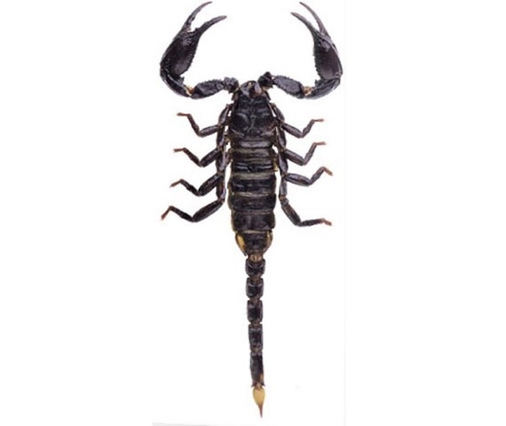 Heterometrus Spinifer Geant Foret Asiatique Scorpion Noir Etsy