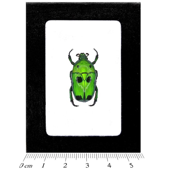 Heterorrhina Sexmaculata Green Black Scarab Beetle Indonesia - Etsy