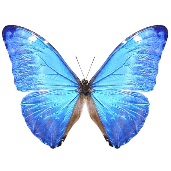 Morpho Adonis Blue Butterfly Peru - Etsy