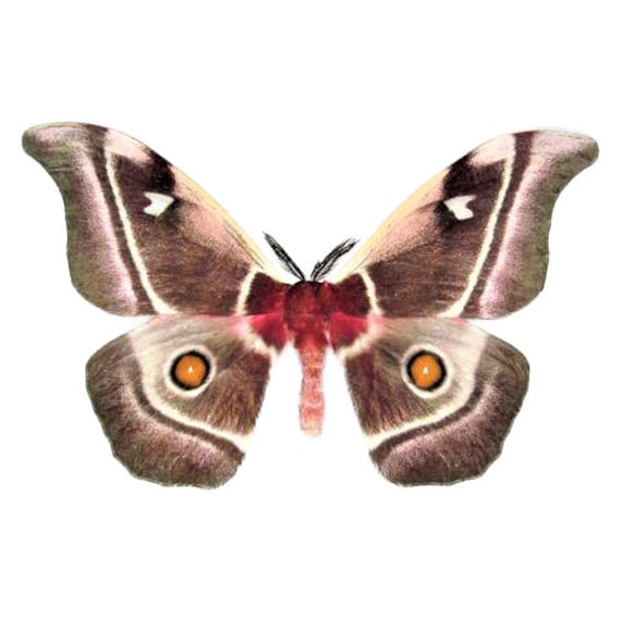 ONE REAL SPHINX MOTH PINK EUMORPHA ACHEMON SPHINGIDAE AZ UNMOUNTED WINGS CLOSED