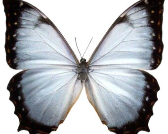 Morpho Juturna Light Blue Purple Butterfly Costa Rica RARE - Etsy