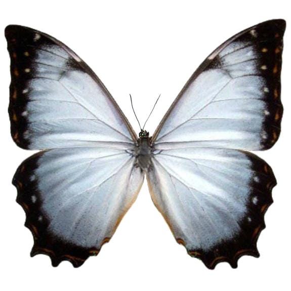 標本 Peru Morpho teseus juturia 122mm Morpho Juturna Light Blue Purple Butterfly Costa Rica RARE - Etsy