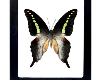 Graphium codrus green black butterfly Philippines