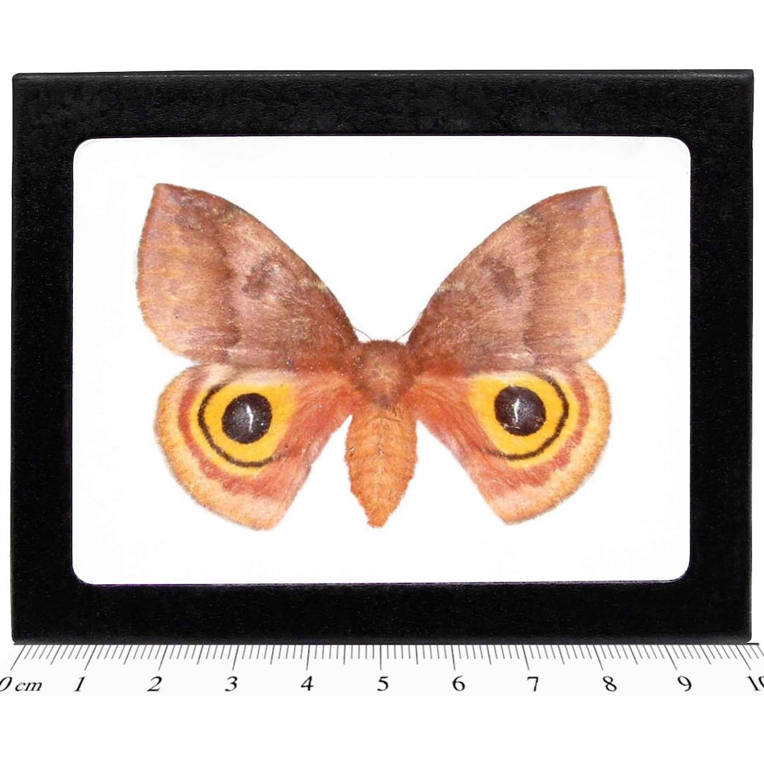Automeris Io FEMALE Pink Orange Saturn Moth Indiana USA - Etsy