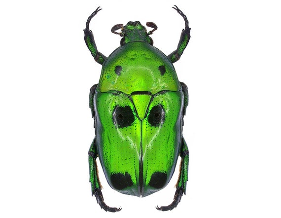 Heterorrhina Sexmaculata Green Black Scarab Beetle Indonesia - Etsy