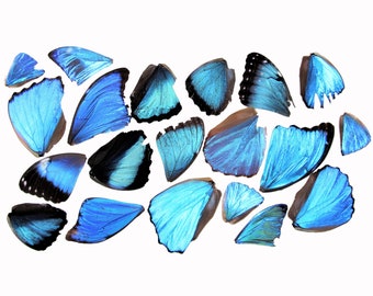 lot of 20 assorted blue morpho butterfly wings wholesale craft grade