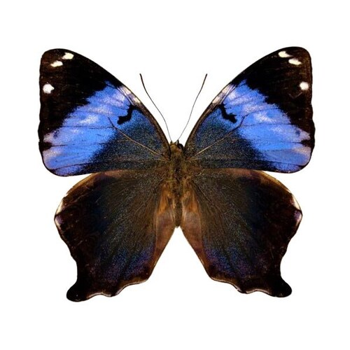 BicBugs Elymnias cumaea Blue Purple Butterfly Sulawesi Indonesia Framed BicBugs Elymnias cumaea Blue Purple Butterfly Sulawesi Indonesia Framed