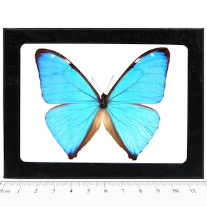 Morpho aega blue butterfly Argentina