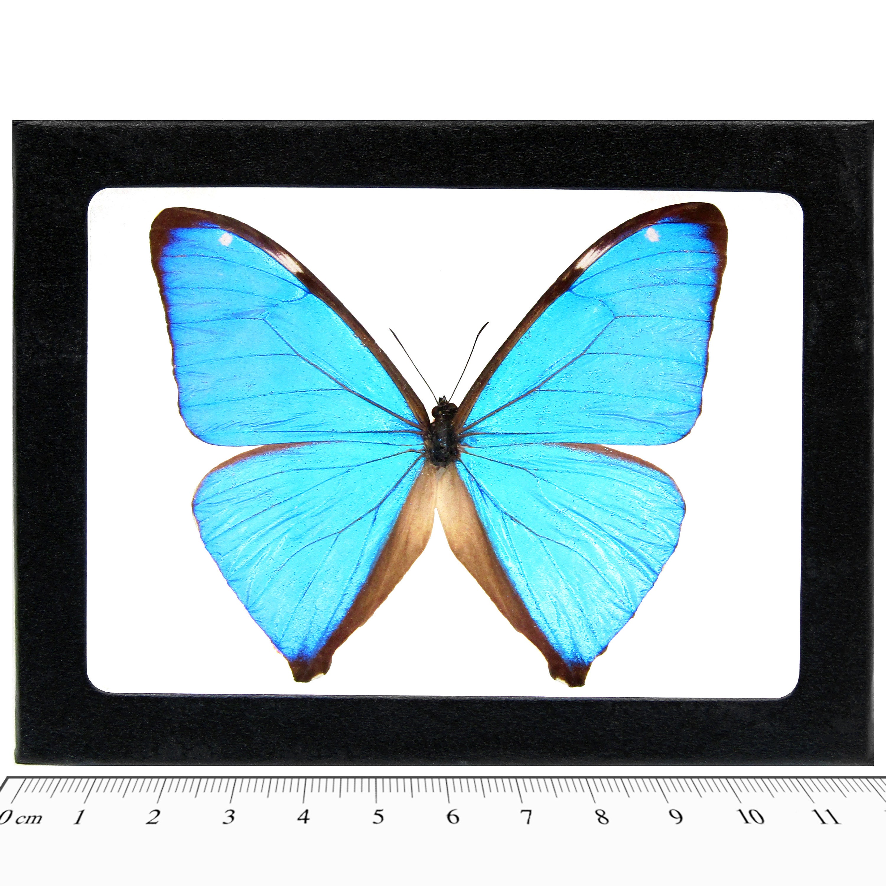 Morpho aega blue butterfly Argentina - Etsy 日本