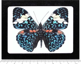 Hamadryas amphinome ONE real butterfly blue white Peru