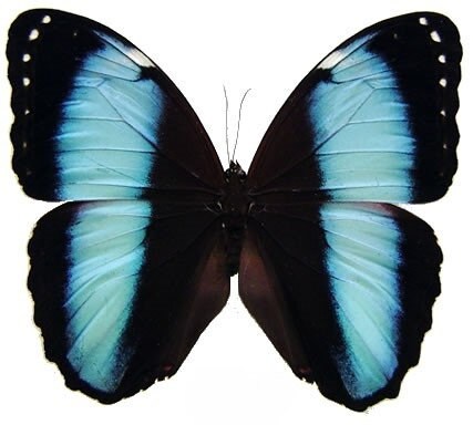 ONE REAL BUTTERFLY BLUE DOXOCOPA CHERUBINA PERU UNMOUNTED WINGS CLOSED