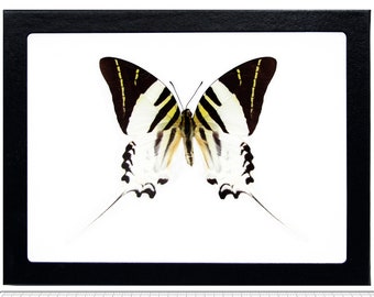 Graphium androcles One Real Butterfly Sword Tail Swallowtail