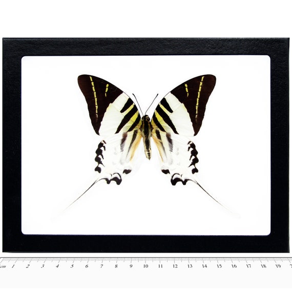 Graphium Androcles One Real Butterfly Sword Tail Swallowtail - Etsy