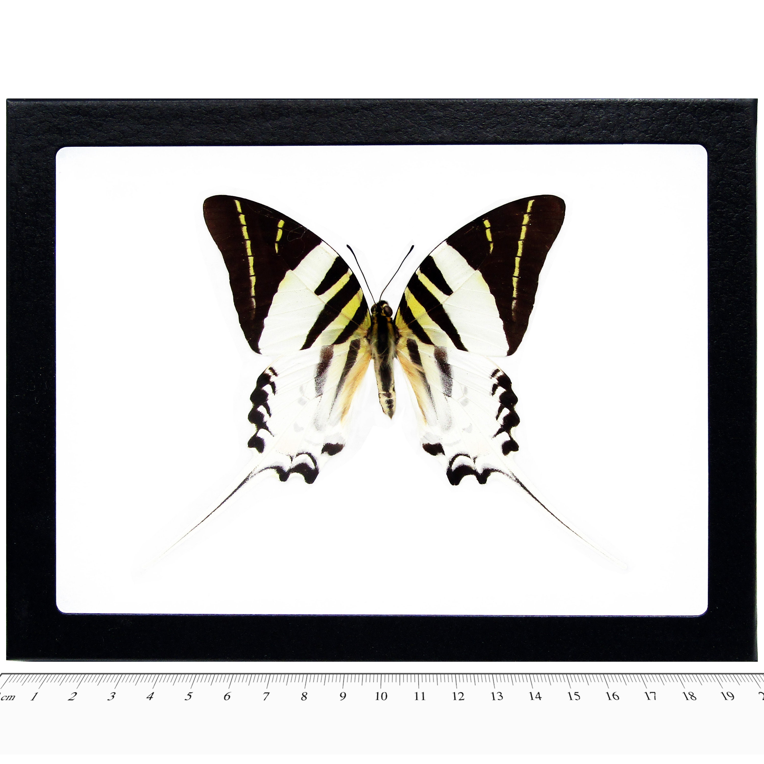 Graphium Androcles One Real Butterfly Sword Tail Swallowtail - Etsy
