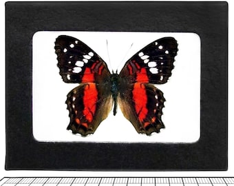 Anartia amathea ONE Real Butterfly red Peru