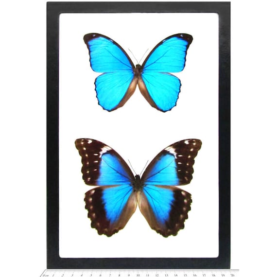 Morpho Menelaus Blue Butterfly French Guyana - Etsy