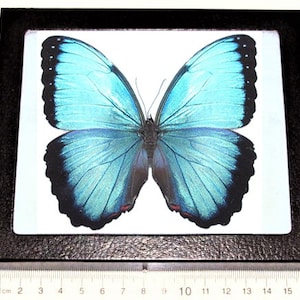 May include: A framed blue morpho butterfly specimen with black wing borders. The butterfly is displayed on a white background.