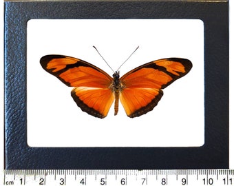 Dryas julia orange longwing butterfly Costa Rica