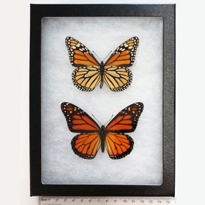 Danaus plexippus recto ONE Real Butterfly North American Monarch Verso Recto Pair