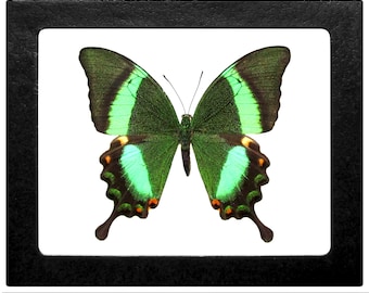 May include: A framed green and black butterfly with orange accents. The butterfly is mounted on a white background and framed in a black frame.