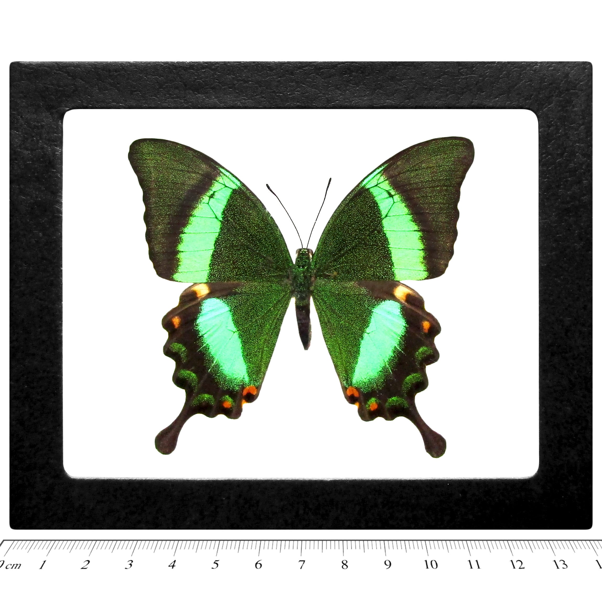 Papilio Palinurus One Real Butterfly Green Swallowtail Indonesia