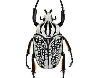 標本 Cong Goliathus orientalis 94mm Goliathus orientalis GIANT