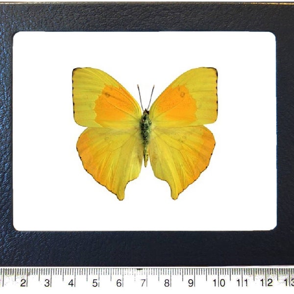 Phoebis rurina ONE Real Butterfly yellow orange Peru