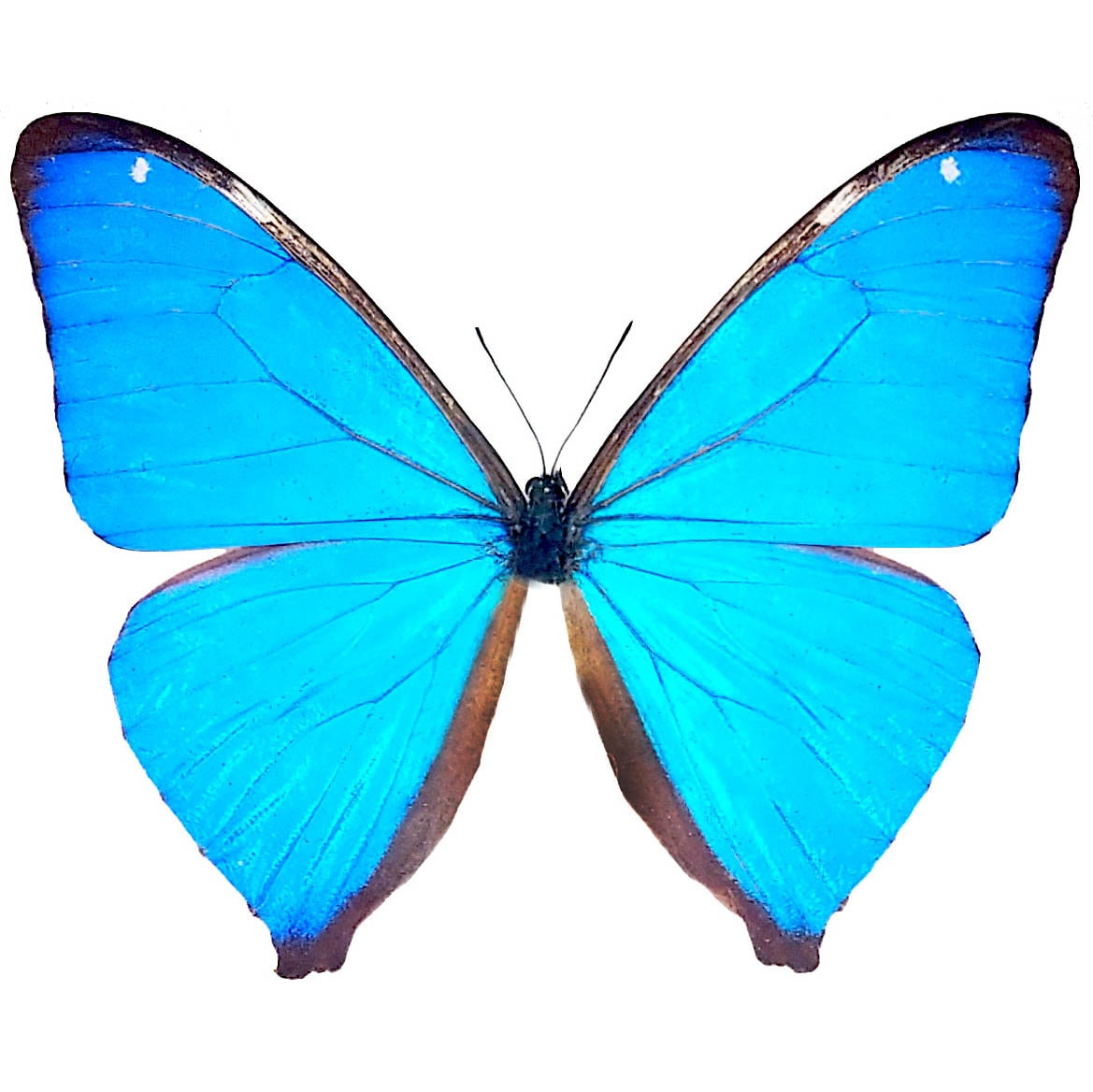 Morpho aega blue butterfly Argentina - Etsy 日本