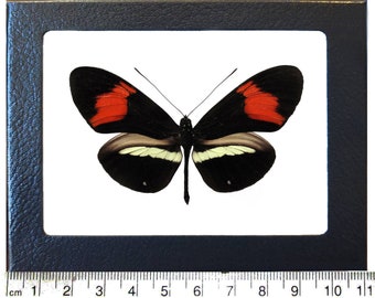 Heliconius melpomene red orange butterfly Peru