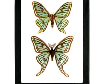 Graellsia isabellae PAIR MALE + FEMALE green spanish moon moth saturn moth Spain
