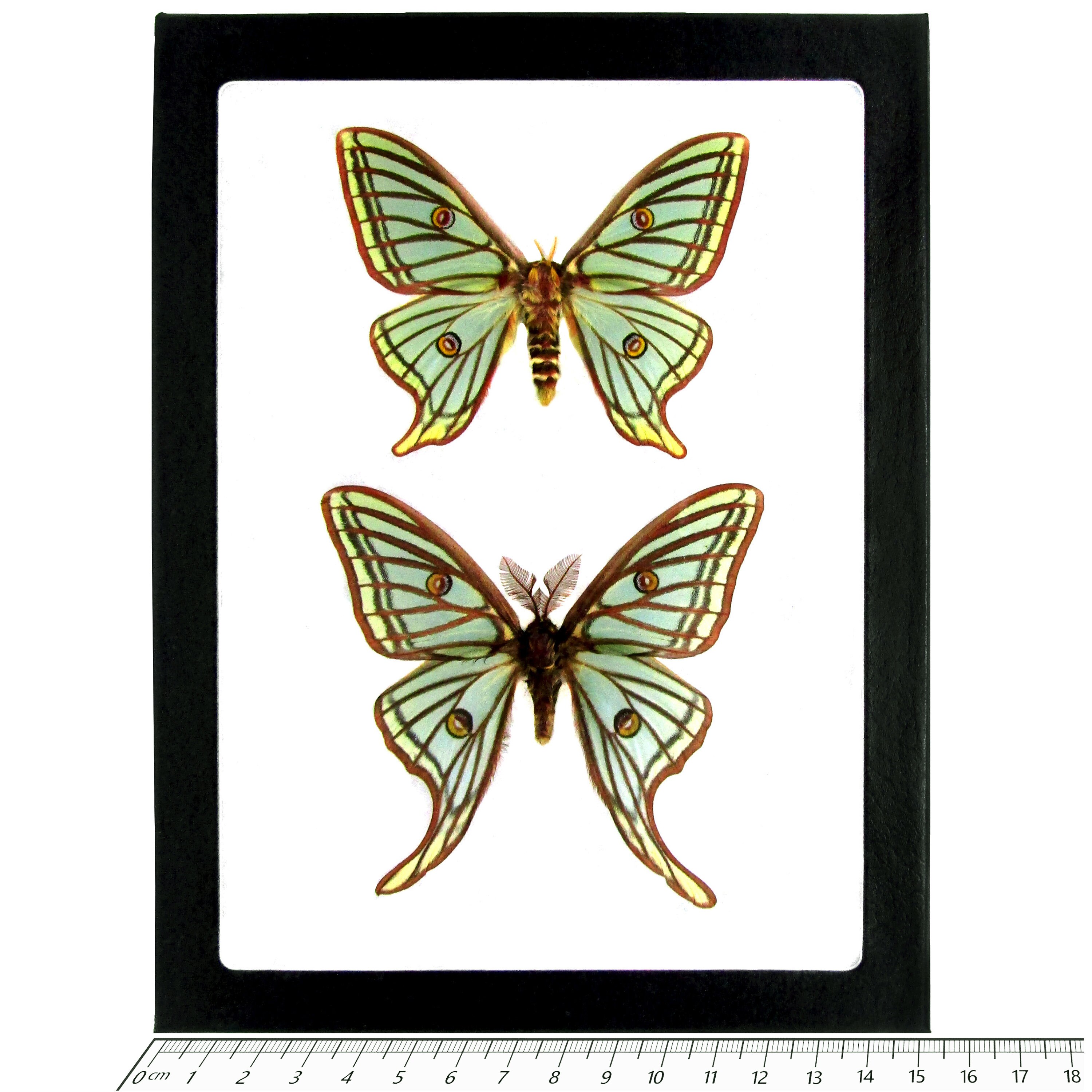 Graellsia Isabellae MALE Green Red Spanish Moon Saturn Luna Moth