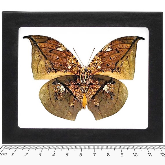 Anaea Archidona Gold Leaf Mimic Butterfly Peru