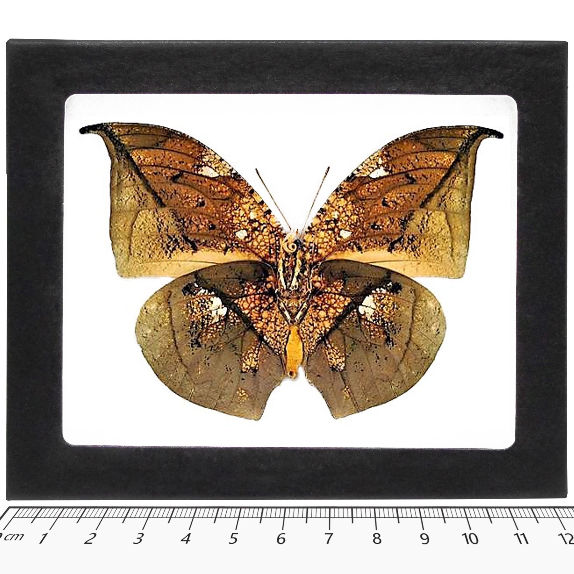 D*d様 レアデック　Butterfly il_fullxfull.5896060700_4bqn.jpg